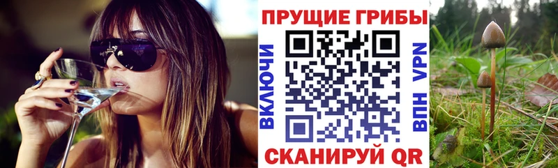 Купить  Волхов  Псилоцибиновые грибы ЛСД 